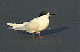 White-fronted Tern